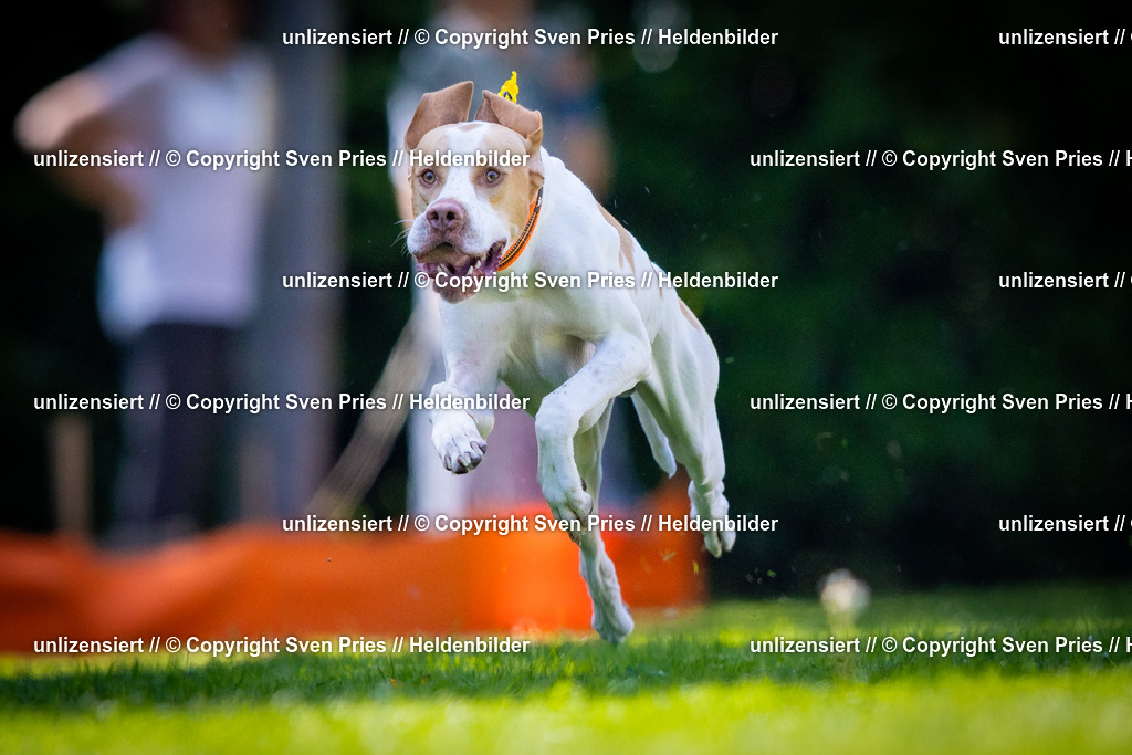 Sven Pries | 2025-08-10 - Hunderennen Durlach - Realisiert mit Pictrs.com