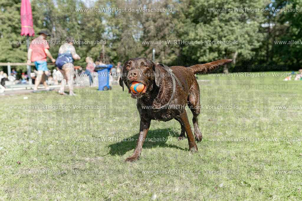 Hundeschwimmen_Volksbad_2026-allesWIRTHgut_Tierfotografie-2609061312-7R500616 | Professionelle Tierfotografie in Mönchengladbach von Daniel Wirth (allesWIRTHgut). Liebevolle & natürliche Bilder von Hunden & Katzen für unvergessliche Erinnerungen.