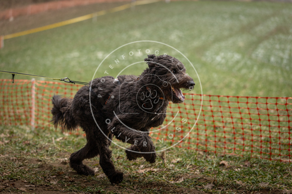Pfotenfotografie_DV3A0678 | Hundefotografie, Tierfotograf, Pfotenfotografie, Fotoshooting Hund, Hunde Portrait, Hundesport, Hundeportraits, Heideshooting, Hunde, Sportfotograf, Hundefotograf, Turnierhundsport, THS,  - Realisiert mit Pictrs.com
