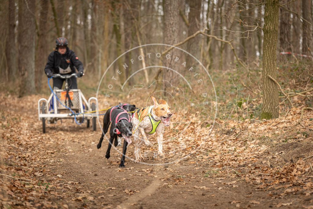 Pfotenfotografie_DV3A8797 | Hundefotografie, Tierfotograf, Pfotenfotografie, Fotoshooting Hund, Hunde Portrait, Hundesport, Hundeportraits, Heideshooting, Hunde, Sportfotograf, Hundefotograf, Turnierhundsport, THS,  - Realisiert mit Pictrs.com