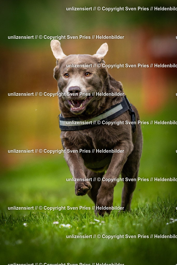 Sven Pries | 2025-04-13 - Hunderennen Baden-Baden - Realisiert mit Pictrs.com