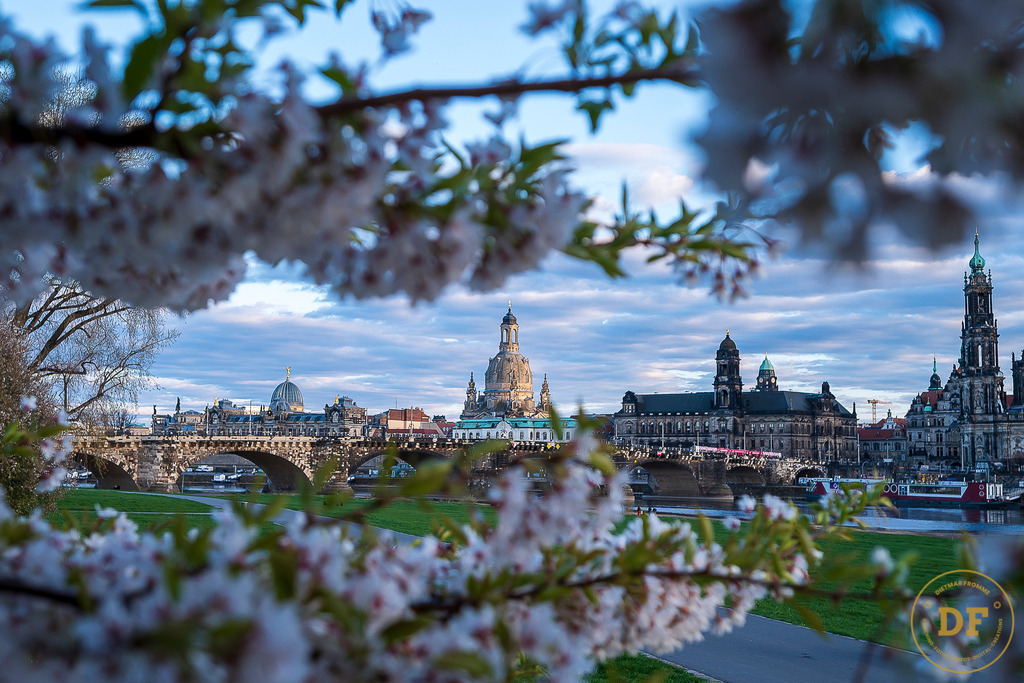9341-TOP-Baum-Canalettoview-L | Geschenke, Wandbilder und Accessoires mit Motiven aus Dresden und anderen schönen Orten zur Verschönerung Deines zu Hauses und zum verschenken gewünscht? Wähle Deine Lieblingsbild auf dem Produkt Deiner Wahl. 