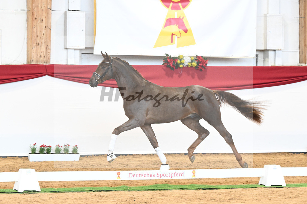 Kat-Nr. 63 Fidertanz x Romanov Blue Hors_La Rue_43230638 | hf-fotografie - Realisiert mit Pictrs.com