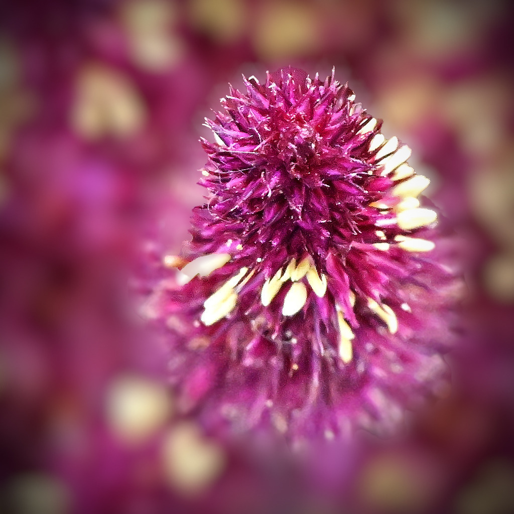 Amaranth01q-260804 | greenwatching-with-luci - Realisiert mit Pictrs.com