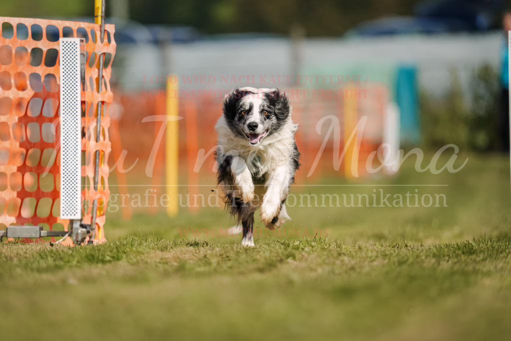 20250928_Hunderennen-446 | MuT (Mensch und Tier) mit Mona - Fotografie und Tierkommunikation - Realisiert mit Pictrs.com