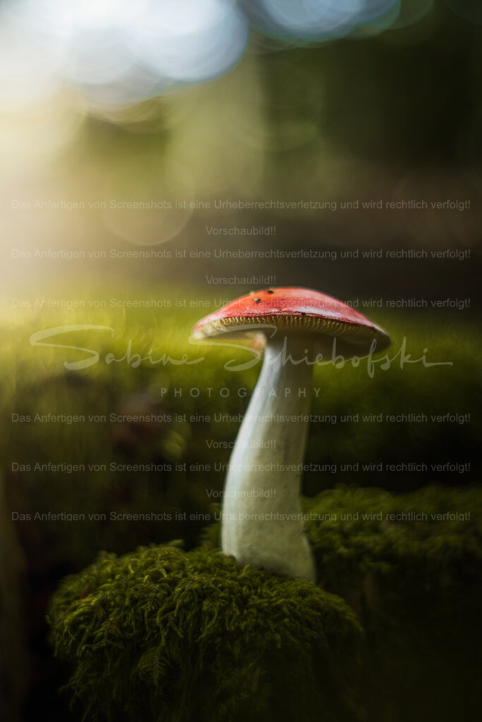 Rotkappe | Das Bild zeigt einen einzelnen Pilz mit einem leuchtend roten Hut und weißem Stiel, der auf einem sattgrünen Moospolster wächst. Der Fokus liegt klar auf dem Pilz, während der Hintergrund in weichem Bokeh verschwimmt und sanfte Lichtkreise bildet. Von links fällt warmes, diffuses Licht ins Bild, das eine märchenhafte und friedliche Waldstimmung erzeugt. - Realisiert mit Pictrs.com