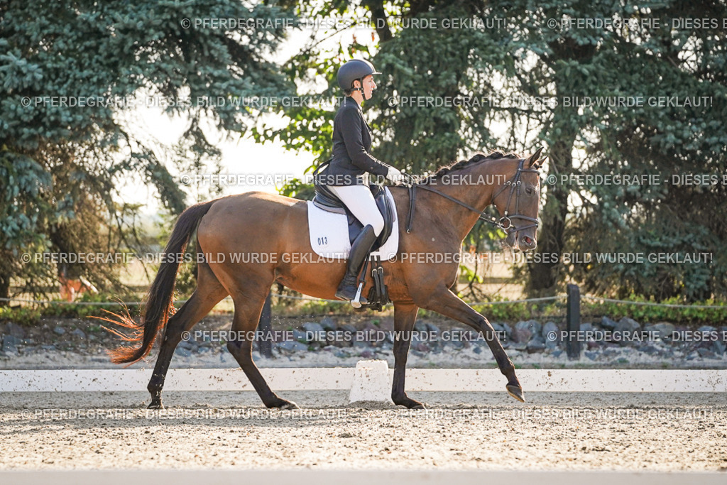 DSC08408 | Pferdegrafie