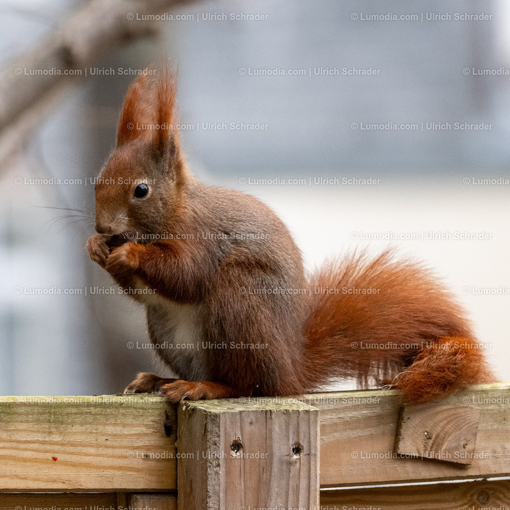 10049-13630 - Eichhörnchen | Stockfoto und Bilderpool mit Bildmaterial aus Deutschland, dem Harz, Halberstadt, Quedlinburg, Wernigerode und weltweit. Qualitativ hochwertige und professionelle Fotos anschauen und kaufen. - Realisiert mit Pictrs.com