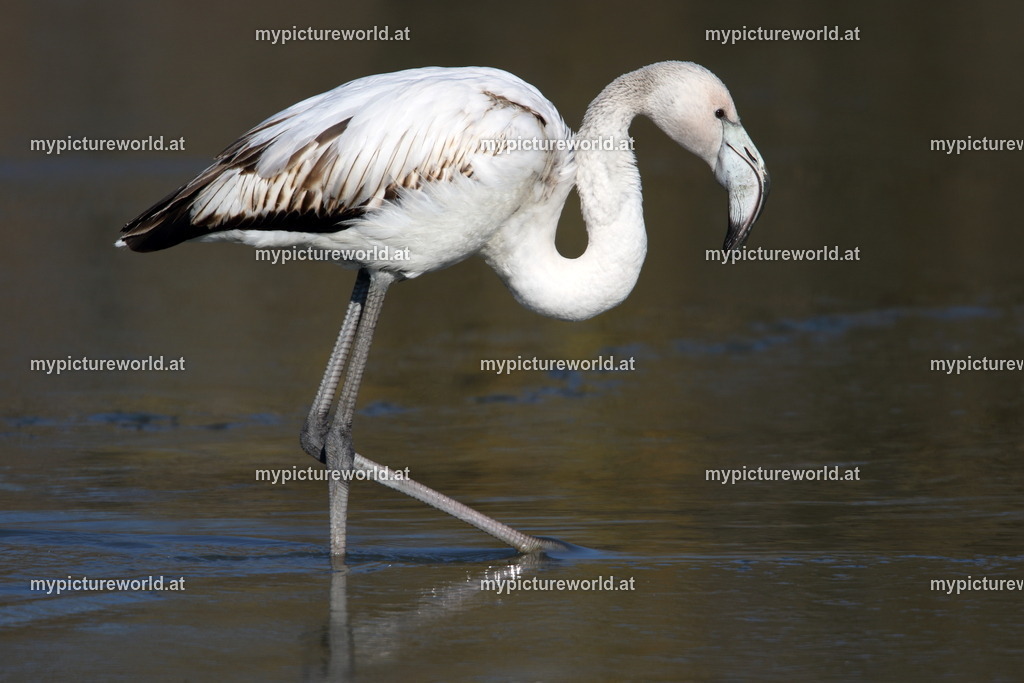 Rosaflamingo-048 | Das Bilderarchiv über Tiere, Planzen und Landschaften. In der Bilddatenbank finden Sie ein große Auswahl an hochwertigen Bilder für Ihre Werbung - Realized with Pictrs.com