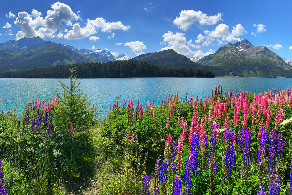 Lupinen am Silsersee | In diesem Shop werden vorwiegend künstlerisch hochstehende Aufnahmen aus dem Bereich der Naturfotografie zum Verkauf angeboten. - In this store mainly artistic high quality shots from the field of nature photography are offered for sale. - Realisiert mit Pictrs.com