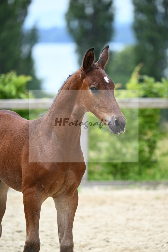 Comme il faut x Lyjaneiro_HF_Knott_19240342 | hf-fotografie - Realisiert mit Pictrs.com
