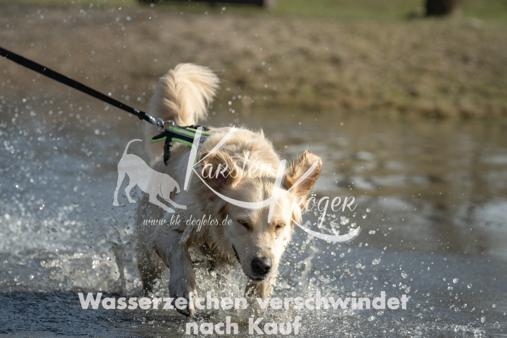 1401_ZZ99558 | kk-dogfotos