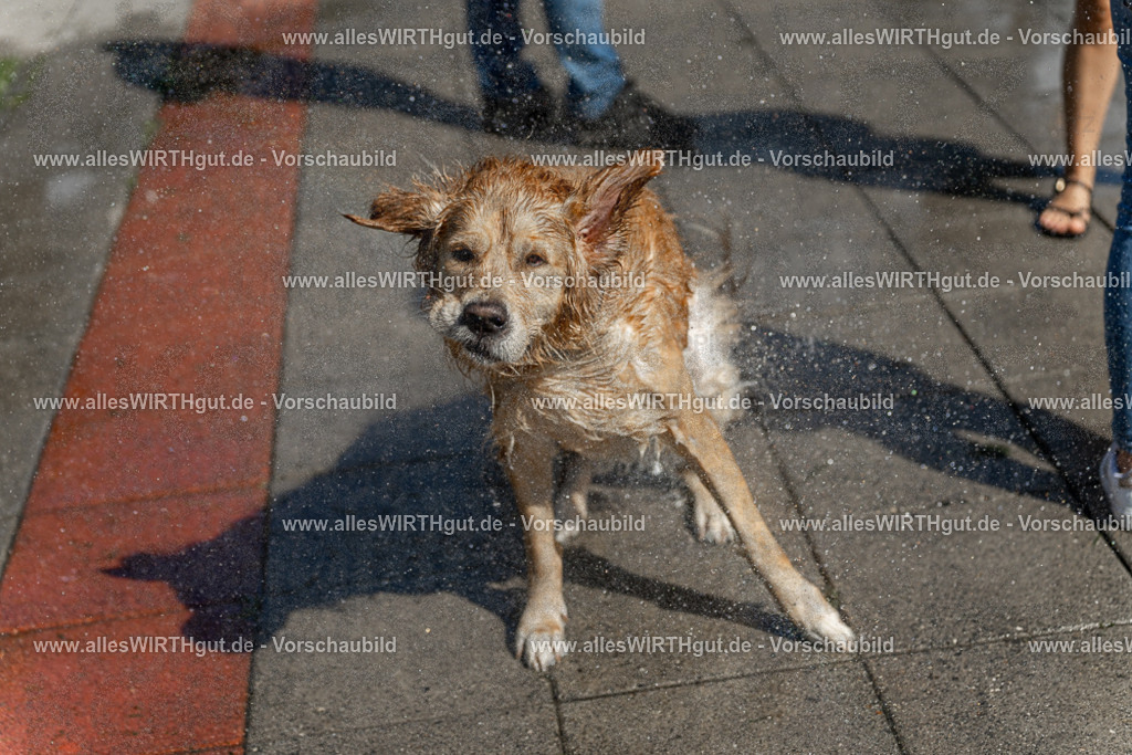 Hundeschwimmen_Volksbad_2026-allesWIRTHgut_Tierfotografie-2609061241-115156-7R500141 | Professionelle Tierfotografie in Mönchengladbach von Daniel Wirth (allesWIRTHgut). Liebevolle & natürliche Bilder von Hunden & Katzen für unvergessliche Erinnerungen.