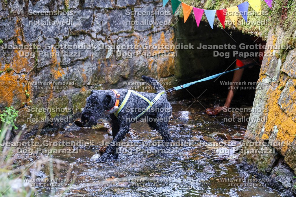 Dog Paparazzi -  TH 26-536 | Dog Paparazzi Jeanette Grottendiek Fotografie & Videografie - Realisiert mit Pictrs.com