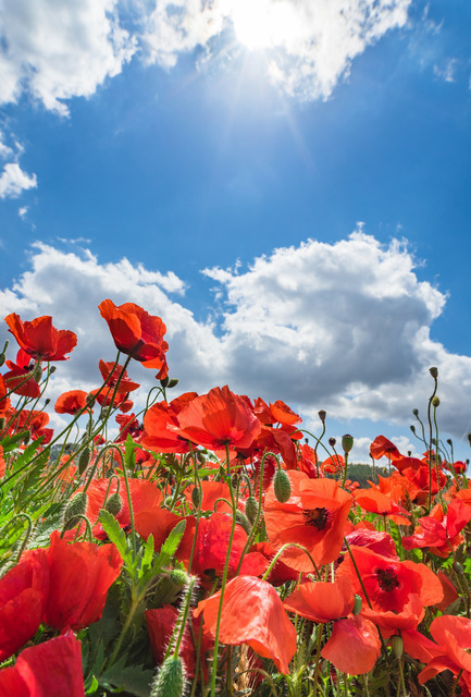 Beautiful view of red poppy meadow field with sunbeams on blue cloudy sky background | Red poppy field flowers with sunrays on blue cloudy sky - Realisiert mit Pictrs.com