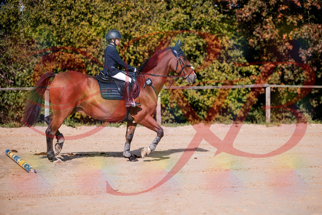 2026_10_03_Siefer-Hof_143735_Z81_06592736 | Professionelle Reitsport-, Turnier- und Eventfotografie von Robert Broda. Galerien mit ausgewählten und bearbeiteten Bildern direkt online ansehen und bestellen.