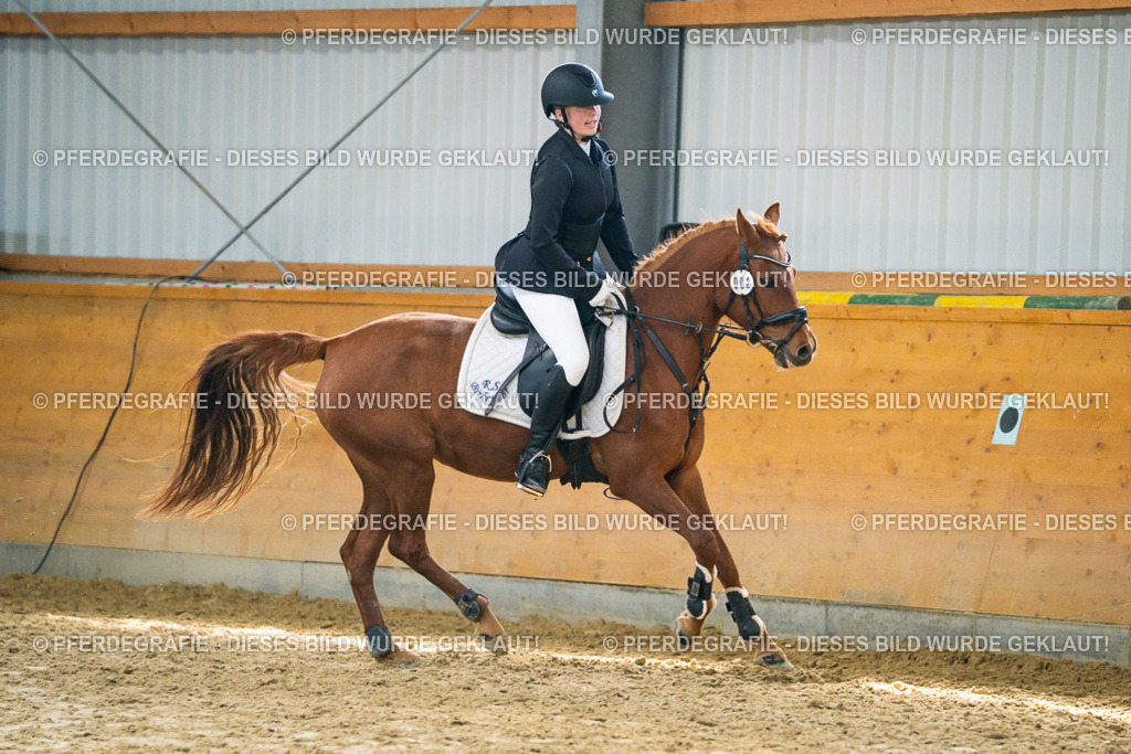 DSC01504 | Pferdegrafie