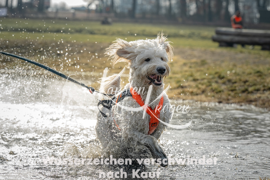 0950_ZZ94230 | kk-dogfotos