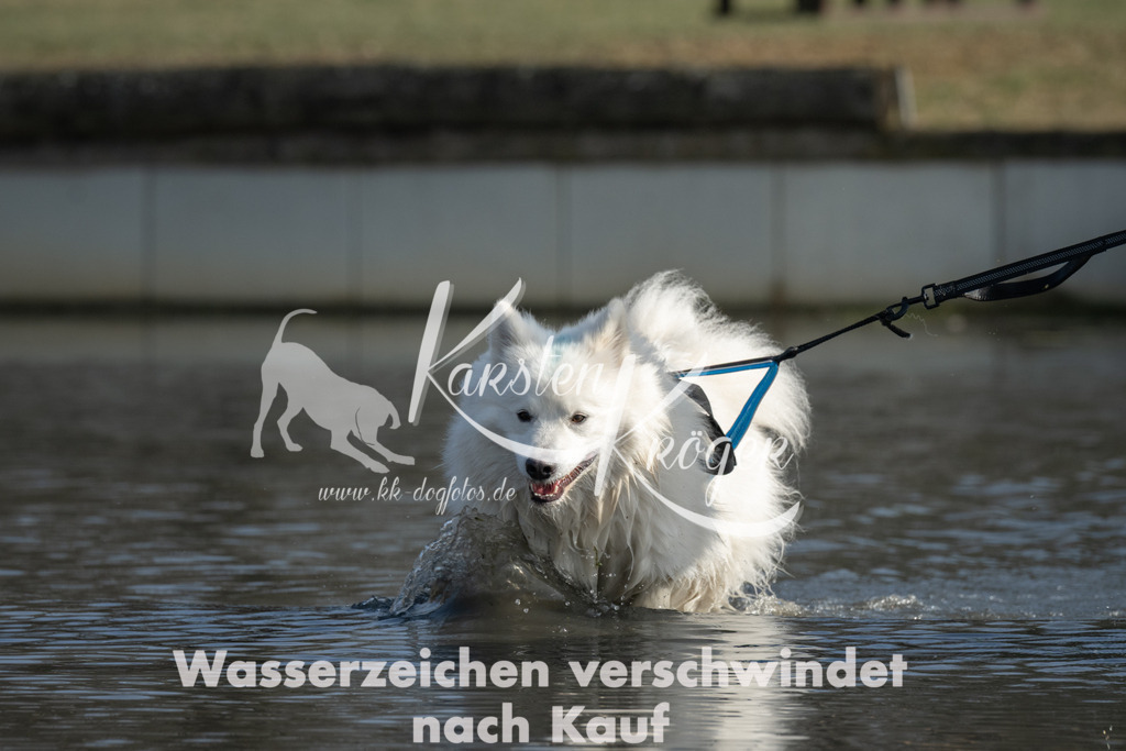 1408_ZZ99877 | kk-dogfotos