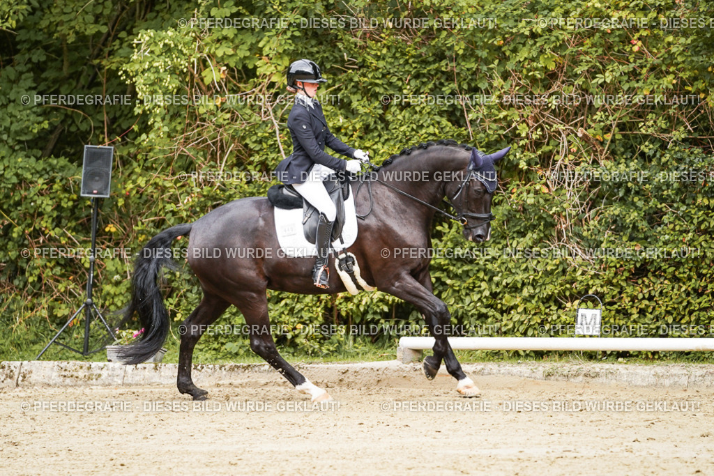 DSC09996 | Pferdegrafie