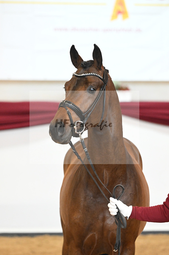 Kat-Nr. 38 v. Jovian_Limbecker_66220504 | hf-fotografie - Realisiert mit Pictrs.com