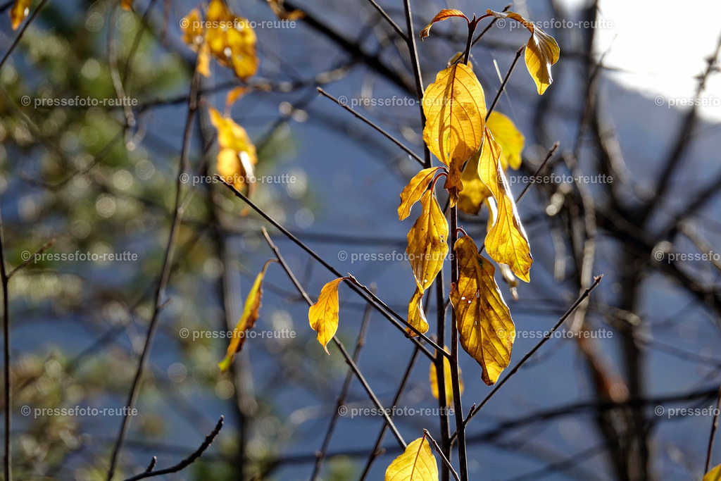 welltvi-Weissenbach_Baggersee-Herbst-04112017-_DSC1908 | Info aus dem Bezirk Reutte/Ausserfern Tirol sowie eine umfangreiche Bilddatenbank über die gesamte Region: Lechtal, Talkessel Reutte, Tannheimertal, Zwischentoren. Lech, Plansee, Zugspitze, Grenztunnel, B179, Fernpassstraße, Verkehr, Lawinen, Tradition, - Realisiert mit Pictrs.com