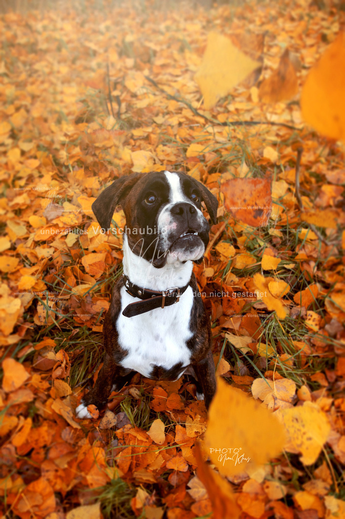 IMG_1851-1_2021-10-31-Apollo | Einzigartige Fotos von Hunden & Menschen –Actionfotos, Portraits, Vereinsaufnahmen & Paarshootings – authentisch, lebendig & mit Herz.