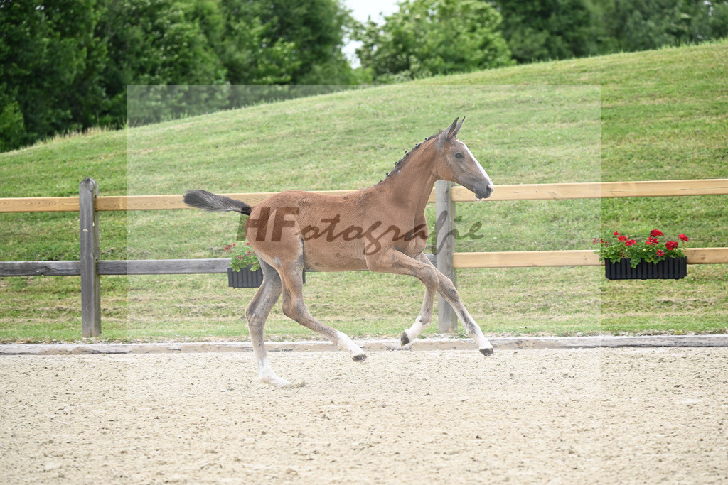 Kat-Nr. 2 HF Aganix Du Seigneur_Fischer_17230100 | hf-fotografie - Realizzato con Pictrs.com