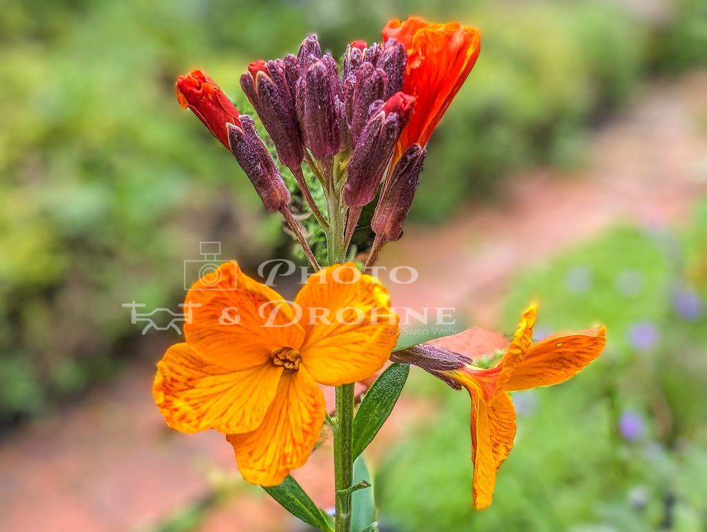 PXL_20240317_092530635_2 | Goldlack im Garten - Realisiert mit Pictrs.com