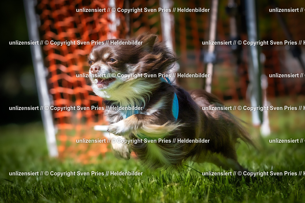Hunderennen_April_2026_704 | 2026-04-26 - Hunderennen Baden-Oos April 2026 - Realisiert mit Pictrs.com