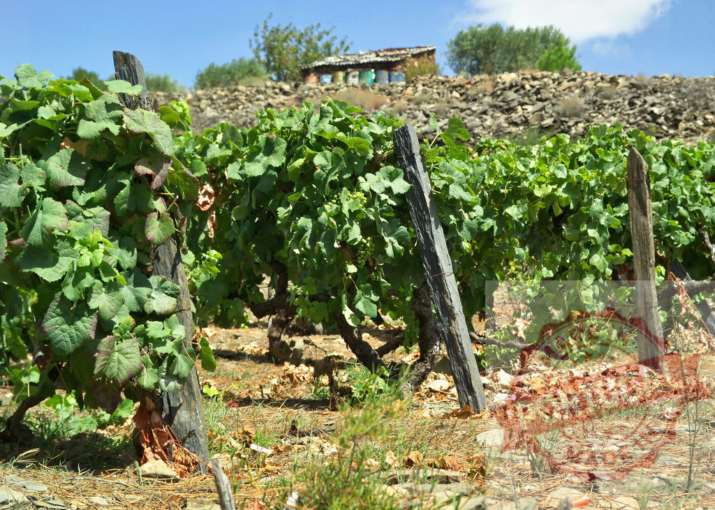 Vineyard landscape showing vibrant grapevines and a stone house | Rows of green grapevines growing in a sunny rural landscape with a small house on a hill - Realized with Pictrs.com