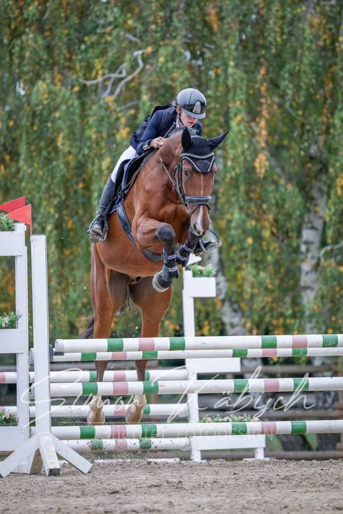 20251012-_3LI4532 | Tierfotografie Pferde, Hunde, Katzen, Haustiere.
Turnierfotografie Reitturniere, Reiten, Springreiten, Dressur in Hanau, dem Main-Kinzig-Kreis und dem Rhein-Main- Gebiet um Frankfurt