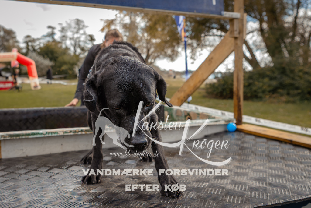 1337_ZZ91646-2 | kk-dogfotos