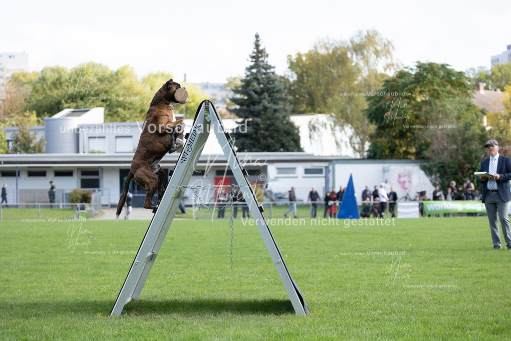_16A5321 | Einzigartige Fotos von Hunden & Menschen –Actionfotos, Portraits, Vereinsaufnahmen & Paarshootings – authentisch, lebendig & mit Herz.