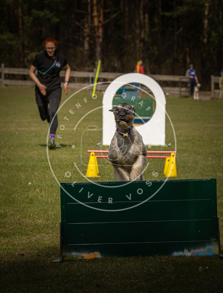 Pfotenfotografie_DV3A5506 | Hundefotografie, Tierfotograf, Pfotenfotografie, Fotoshooting Hund, Hunde Portrait, Hundesport, Hundeportraits, Heideshooting, Hunde, Sportfotograf, Hundefotograf, Turnierhundsport, THS,  - Realisiert mit Pictrs.com