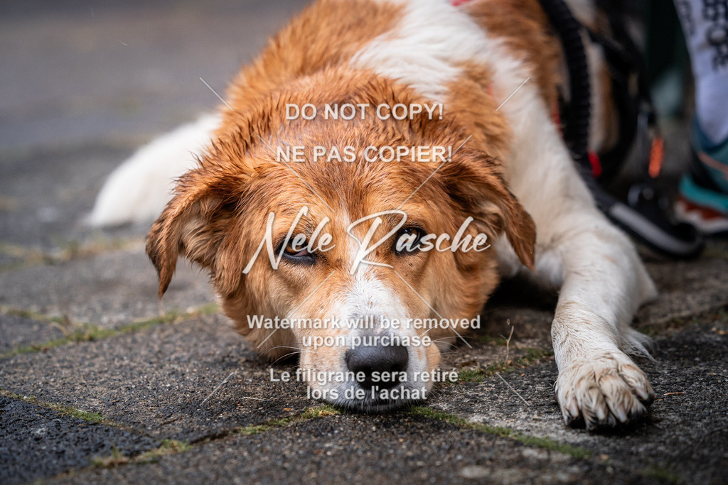 nelerasche_SaAbends_457 | nelerasche