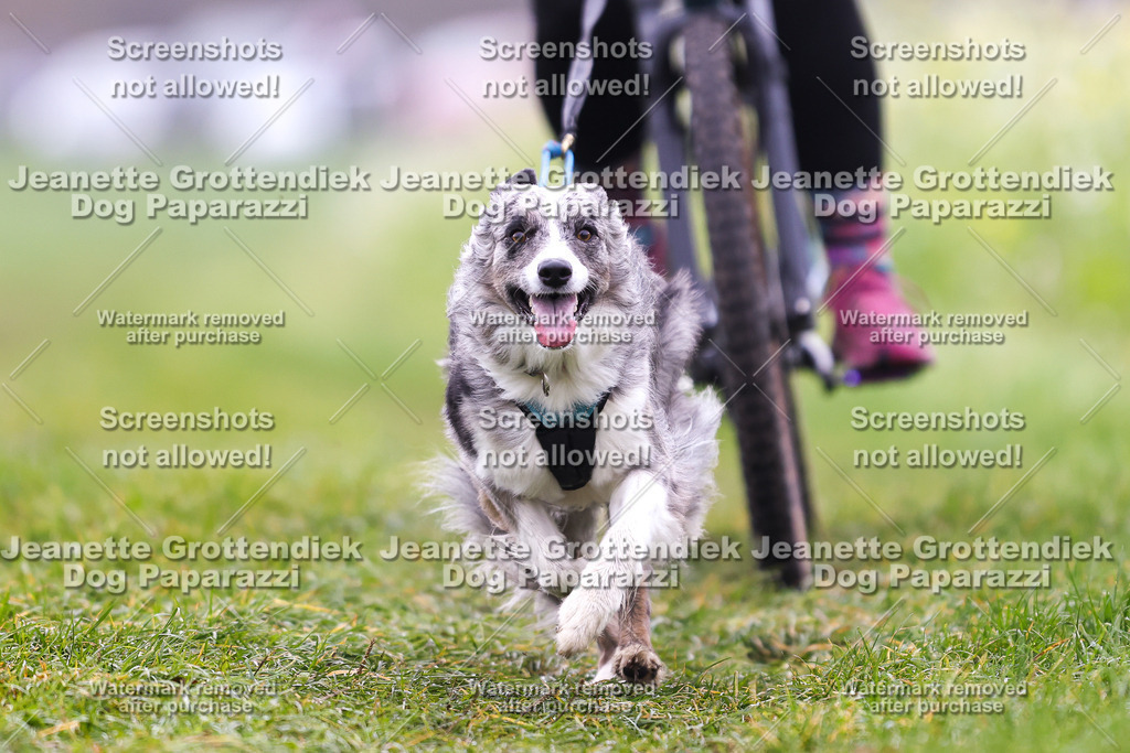 Dog Paparazzi - Visbeck 25 -225 | Dog Paparazzi Jeanette Grottendiek Fotografie & Videografie - Realisiert mit Pictrs.com