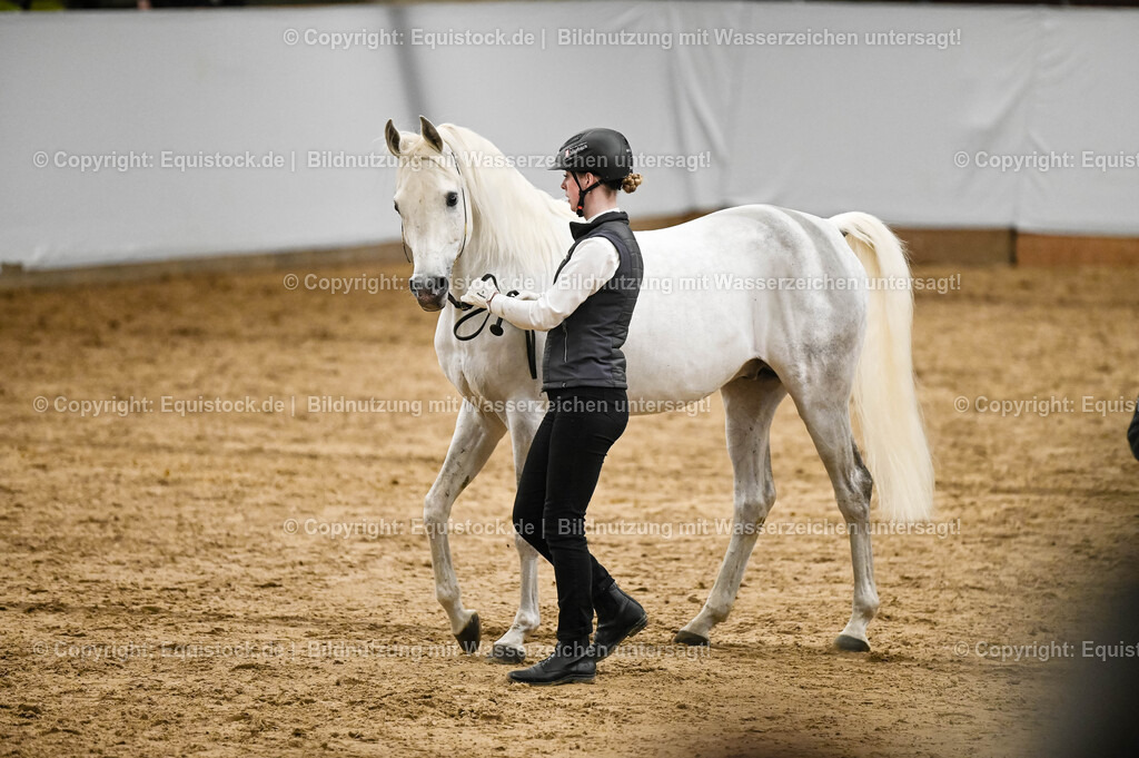 20260307_Hengstvorstellung-Marbach_0288 | equistock