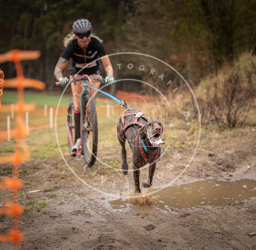 DV3A9288 | Hundefotografie, Tierfotograf, Pfotenfotografie, Fotoshooting Hund, Hunde Portrait, Hundesport, Hundeportraits, Heideshooting, Hunde, Sportfotograf, Hundefotograf, Turnierhundsport, THS,  - Realisiert mit Pictrs.com