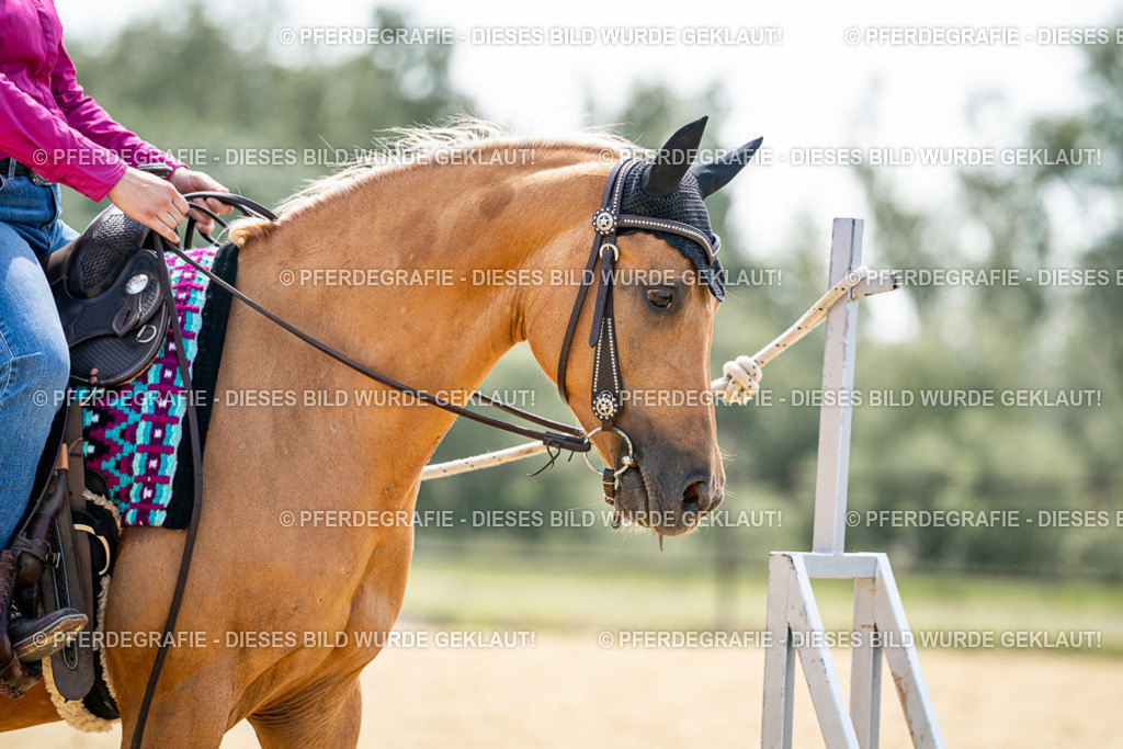 DSC00350 | Pferdegrafie