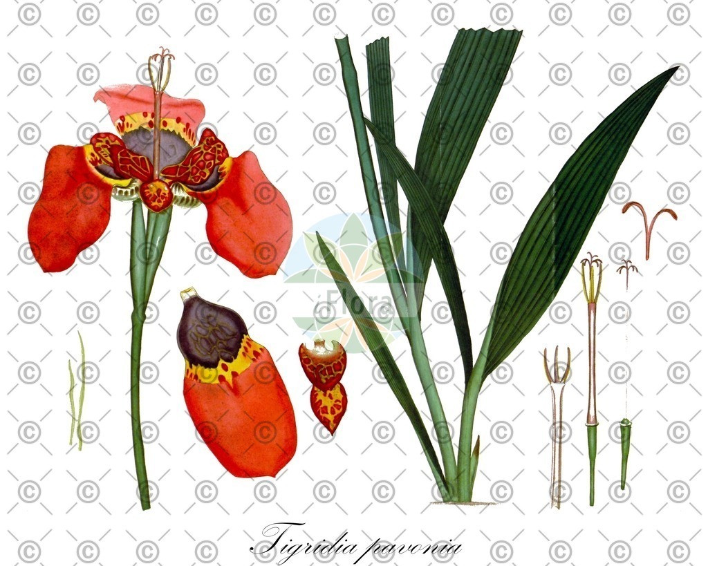 HistAbb_wfo-0000456948_1_ENZY_Simple | Historische Abbildung von Tigridia pavonia - Iridaceae | Historical Illustration of Tigridia pavonia - Iridaceae