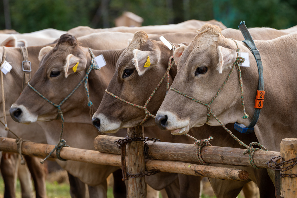 2023_09_23 A7V00164 | bridgeman - Realisiert mit Pictrs.com