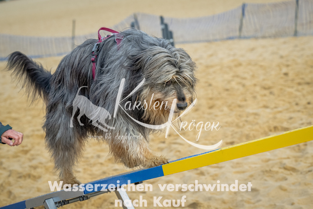 0909_ZZ91925-Bearbeitet | kk-dogfotos