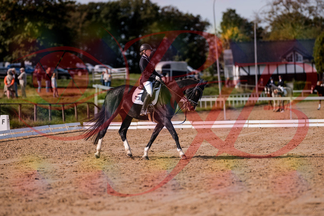 2026_10_03_Siefer-Hof_121534_Z81_17153856 | Professionelle Reitsport-, Turnier- und Eventfotografie von Robert Broda. Galerien mit ausgewählten und bearbeiteten Bildern direkt online ansehen und bestellen.