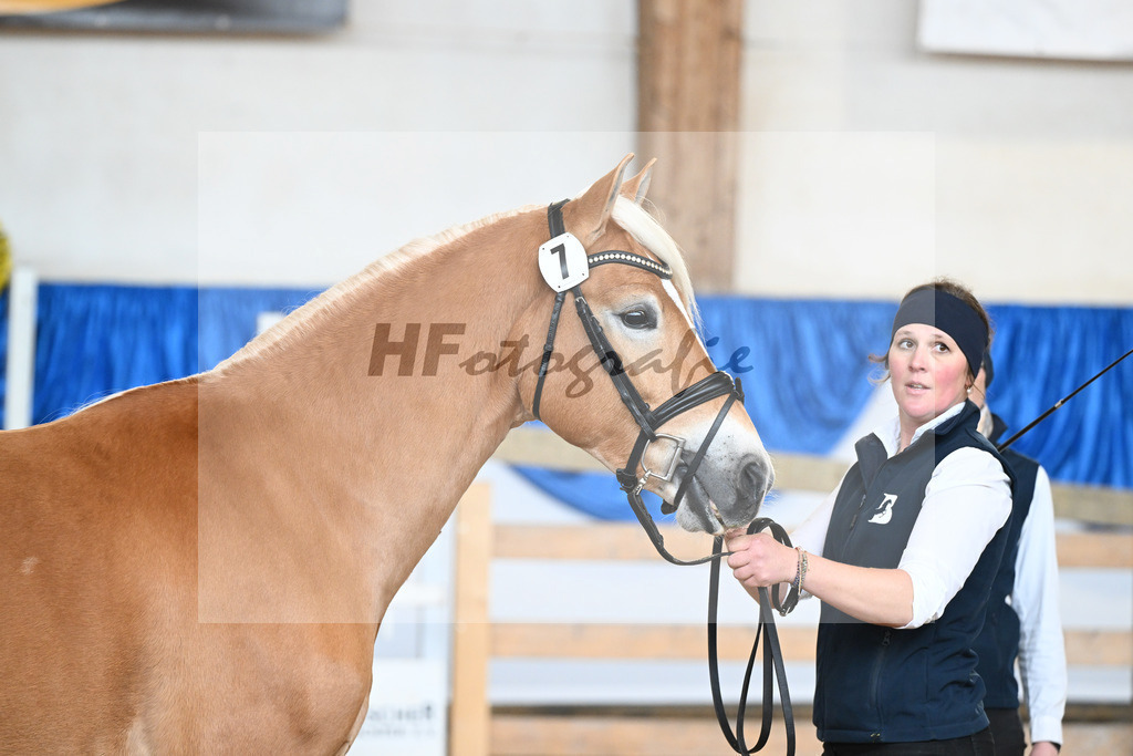 Kat-Nr. 7 Wingo vam Wickert v. Winterzauber_Zur Werra_48250182 | hf-fotografie - Realisiert mit Pictrs.com