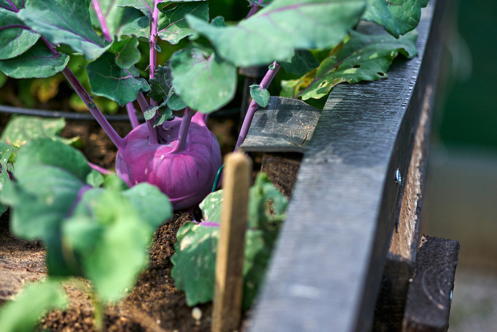 Blauer Kohlrabi in einem Hochbeet | Austria - June 11, 2023: Blauer Kohlrabi in einem Hochbeet. - Realisiert mit Pictrs.com