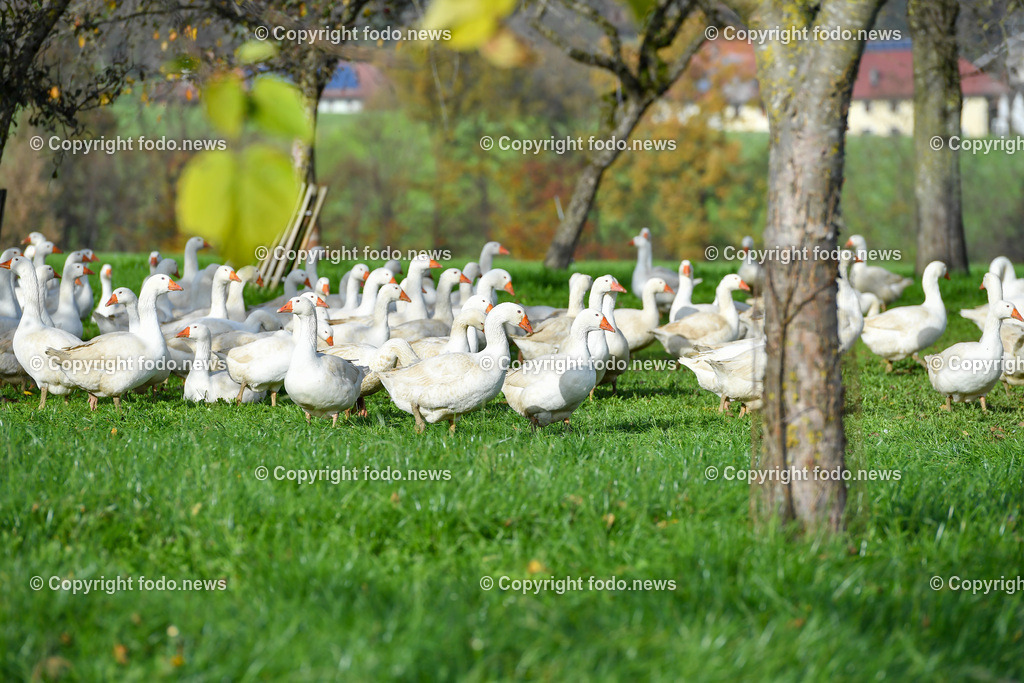 Ganslhof Hebesberger_ Weidegänse_ 01.11.2022-1 | 01.11.2022, Nussbach, AUT, Ganslhof Hebesberger, Weidegaense, im Bild Weidegaense, Weidegänse, Gans, Gänse, Martinigaense, Martinigans, Weide, Landwirtschaft