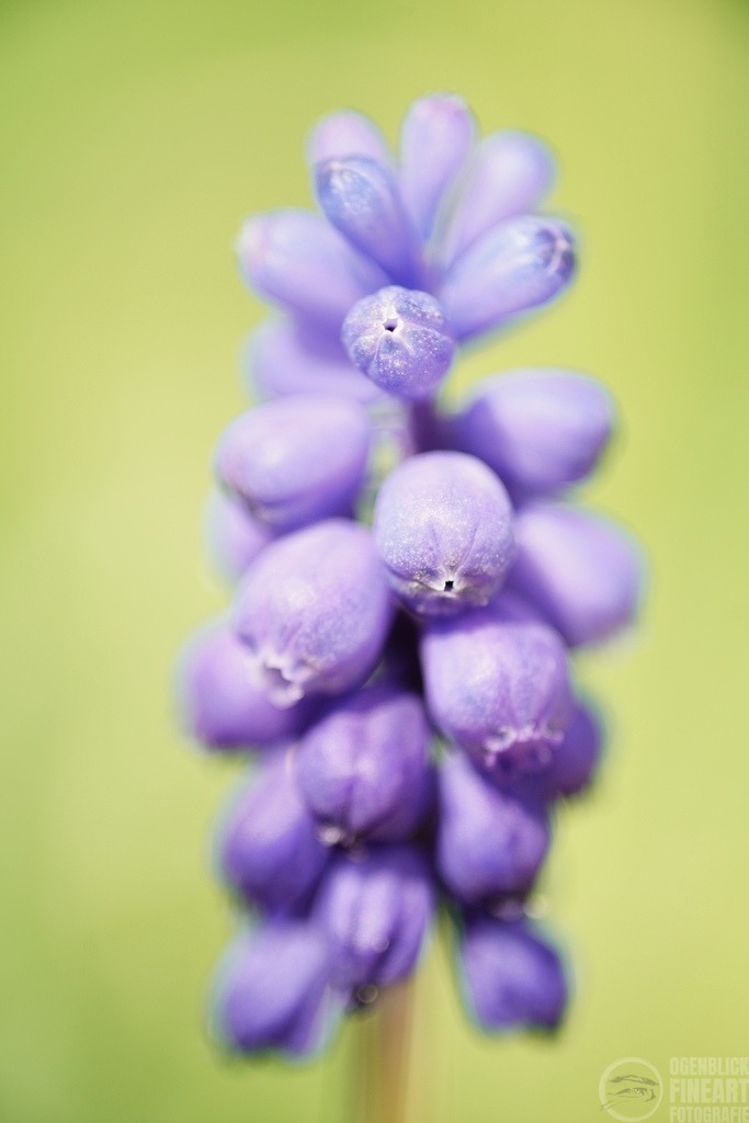DSC01127 | Björn Thiemann; Ogenblick.de; Fotografie; Photograph; Landscape, Pellworm, Schleswig-Holstein; Inselfotograf; Inselfotografien; Wattenmeer; National-Park; Naturschutzgebiet; Leuchtturm; Lighthouse; Leinwandbilder; Kalender; Pellworm Kalender;  - Realisiert mit Pictrs.com