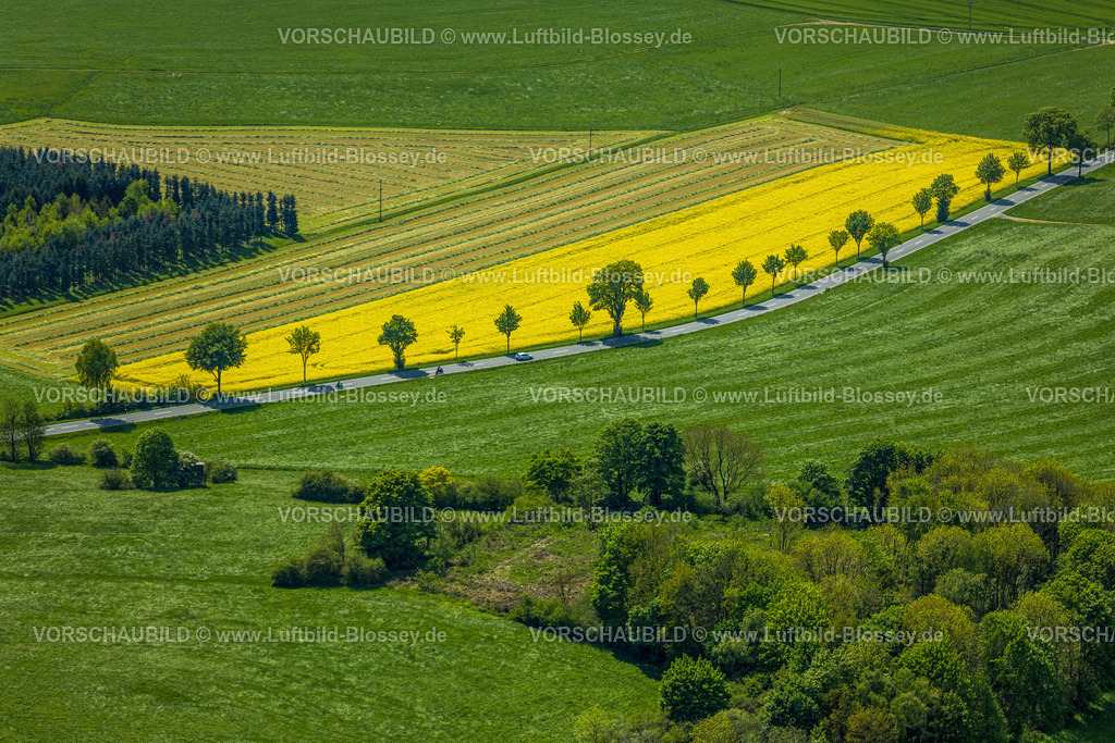 Sundern230504988 | Luftbild, Rapsfelder mit Baumallee an der Landesstraße L686, Allendorf, Sundern, Sauerland, Nordrhein-Westfalen, Deutschland