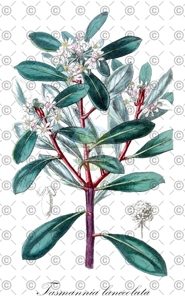 HistAbb_wfo-0001068413_1_ENZY_Simple | Historische Abbildung von Tasmannia lanceolata - Winteraceae | Historical Illustration of Tasmannia lanceolata - Winteraceae